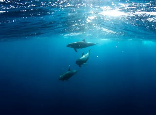 male atoll excursion