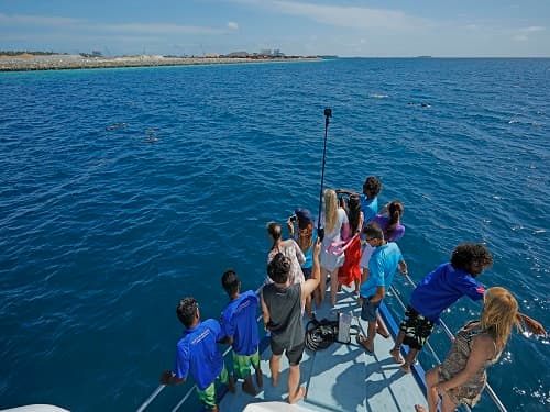dolphin cruise