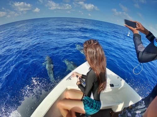 dolphin cruise1
