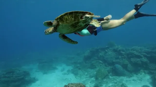 male atoll turtle snorkeling