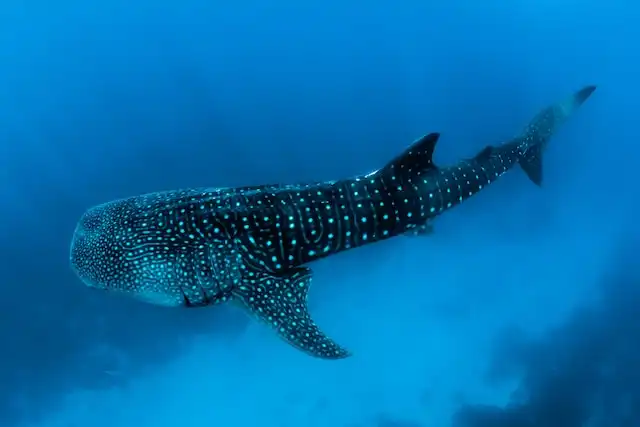 Alif Alif Atoll Chaaya Reef Maldives