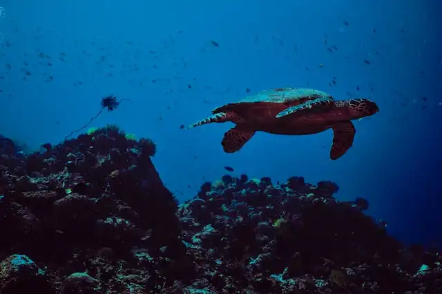 Maldives dive site Madigaa