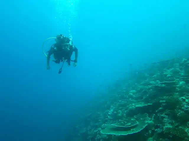 maldives diving faru reef