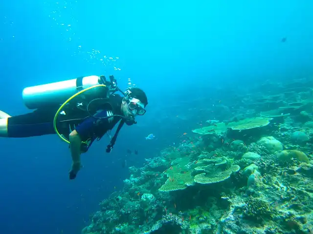 Marine Life in the Maldives