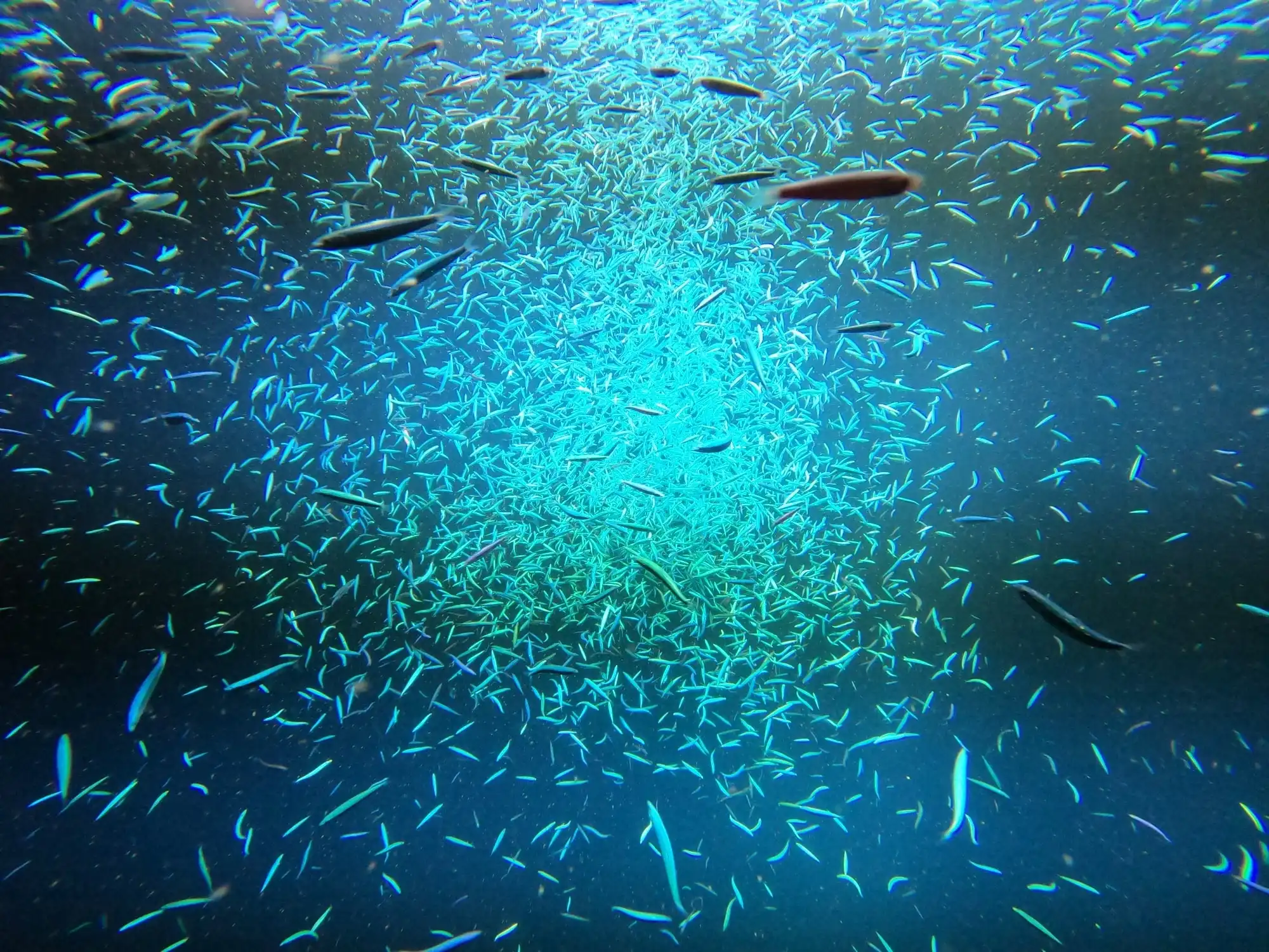 bait fishes in maldives