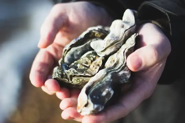 Pearl Oysters maldives