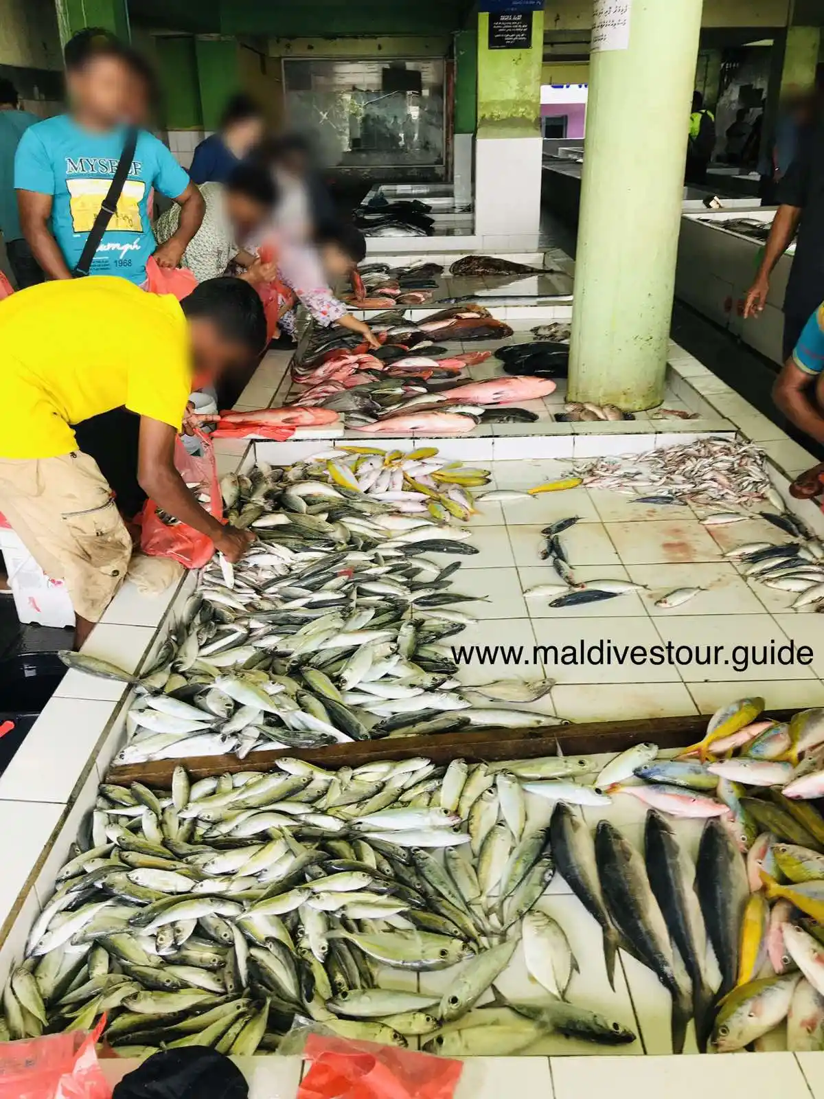 maldives fish market