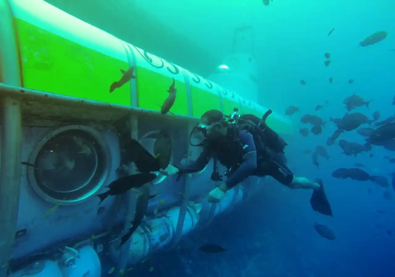 whale submarine tour