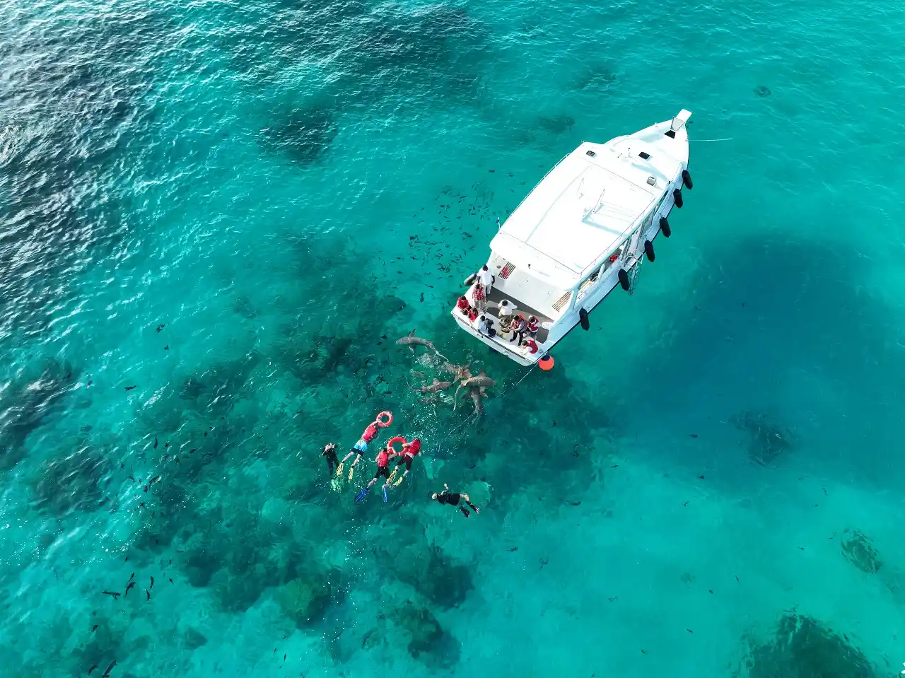 nurs shark snorkeling - Maldives activities